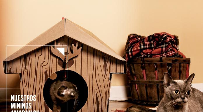 Casas de cartón plegadas para gatos