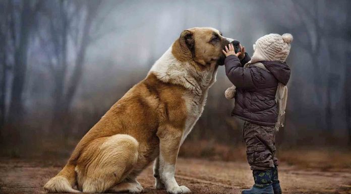 Una mascota feliz, te hace feliz