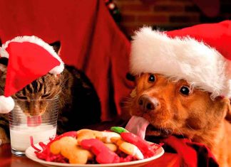 Bienestar para todos