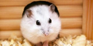 Cosas que debes saber para el cuidado de tu hámster