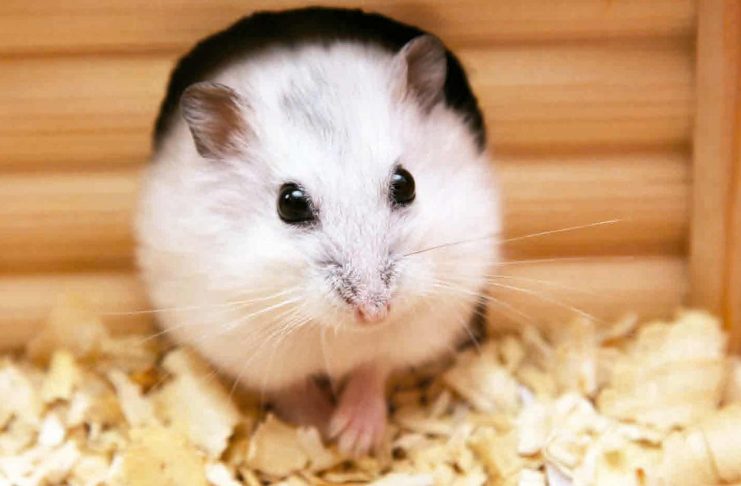 Cosas que debes saber para el cuidado de tu hámster