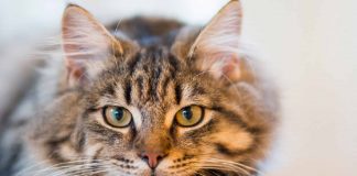 ¿Qué haces mal con tu gato?