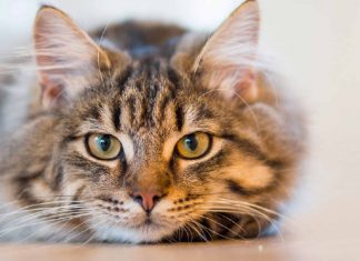 ¿Qué haces mal con tu gato?