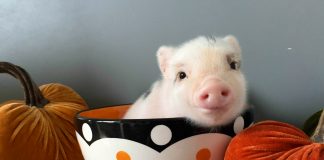 ‘Oing, oing’, el sonido del amor