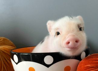 ‘Oing, oing’, el sonido del amor