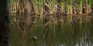 Engativá: paraíso de humedales