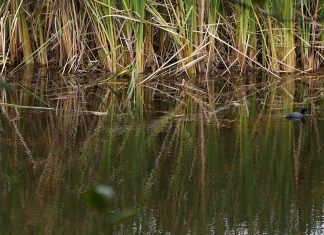 Engativá: paraíso de humedales