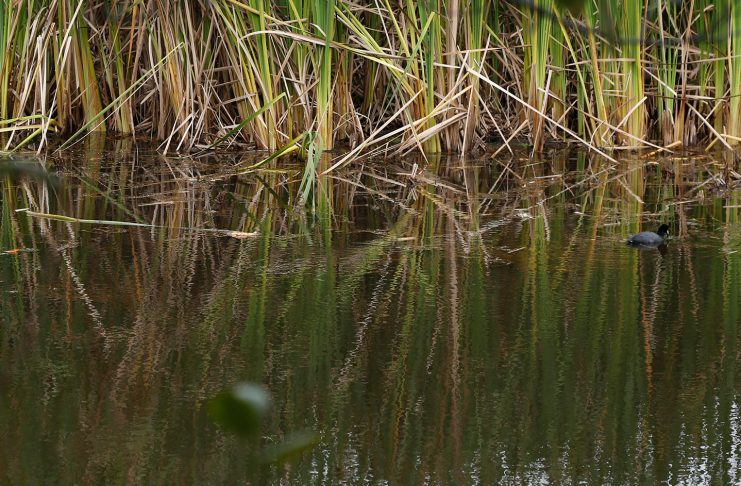 Engativá: paraíso de humedales