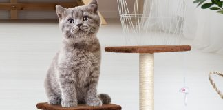 Consiente al bebé peludo