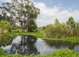 Alcaldía de Bogotá y su lucha por salvar los humedales