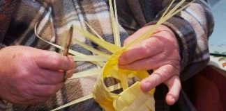 Alcaldía de Bogotá recuperó cerca de media tonelada de palma silvestre