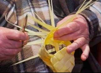 Alcaldía de Bogotá recuperó cerca de media tonelada de palma silvestre