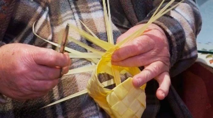 Alcaldía de Bogotá recuperó cerca de media tonelada de palma silvestre