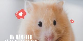 Un hámster sí te da felicidad