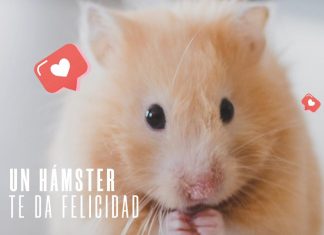 Un hámster sí te da felicidad