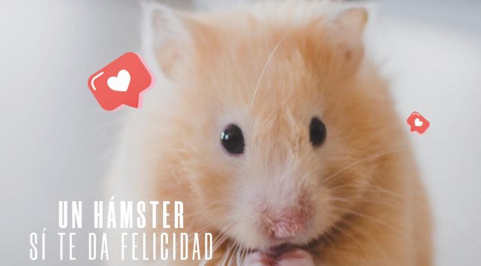 Un hámster sí te da felicidad