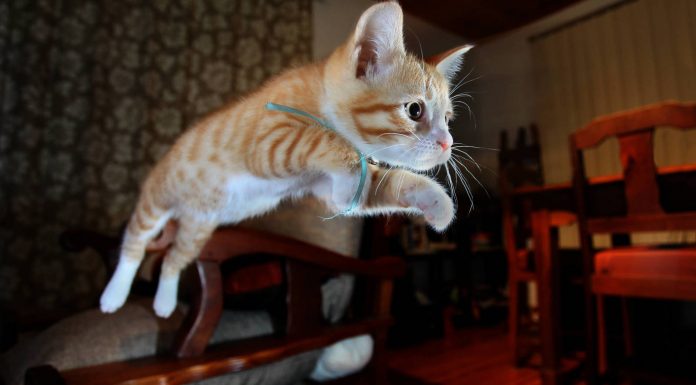 Los gatos y sus comportamientos ¡Tenemos una explicación! Mascotas