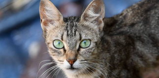 Golosinas para gatos: Dos ideas para darle algo diferente Golosinas para gatos