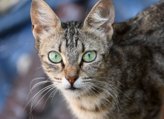 Golosinas para gatos: Dos ideas para darle algo diferente Golosinas para gatos