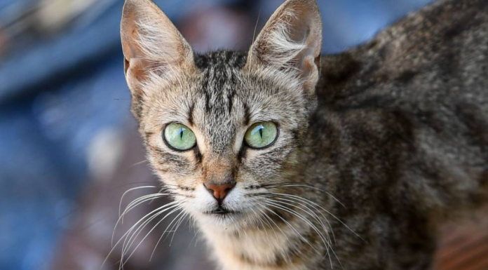 Golosinas para gatos: Dos ideas para darle algo diferente Golosinas para gatos