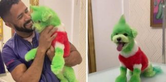 Pintó a un perro como “El Grinch” y es acusado de maltrato animal Pintó a un perro como “El Grinch” y es acusado de maltrato animal