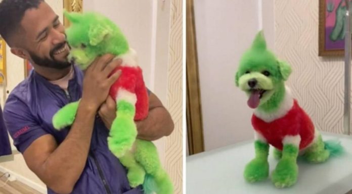 Pintó a un perro como “El Grinch” y es acusado de maltrato animal Pintó a un perro como “El Grinch” y es acusado de maltrato animal