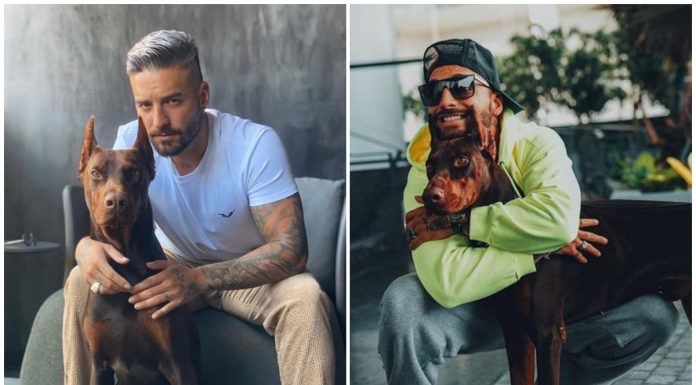 Así quedó Maluma luego de ser mordido por su perro Así quedó el rostro de Maluma luego de ser mordido por su perro