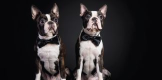 Ahora las mascotas no mueren, se clonan Ahora las mascotas no mueren, se clonan