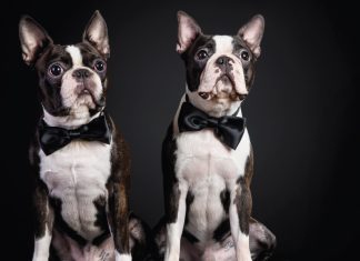 Ahora las mascotas no mueren, se clonan Ahora las mascotas no mueren, se clonan