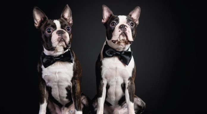 Ahora las mascotas no mueren, se clonan Ahora las mascotas no mueren, se clonan