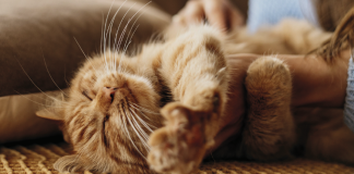 Cuidados y tips en la gestación de tu peludita Peluditas