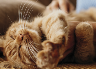 Cuidados y tips en la gestación de tu peludita Peluditas