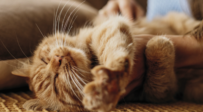 Cuidados y tips en la gestación de tu peludita Peluditas