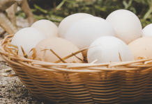 ¿Cómo se cría una gallina para tener huevitos propios en casa? Gallinas