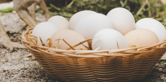 ¿Cómo se cría una gallina para tener huevitos propios en casa? Gallinas