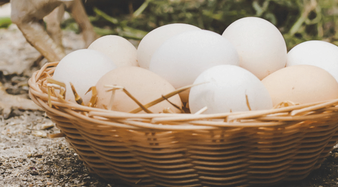 ¿Cómo se cría una gallina para tener huevitos propios en casa? Gallinas