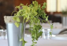 Cultiva cilantro en casa y prepara con el una crema saludable Cosecha