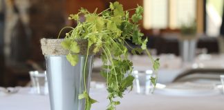 Cultiva cilantro en casa y prepara con el una crema saludable Cosecha