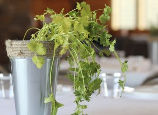 Cultiva cilantro en casa y prepara con el una crema saludable Cosecha
