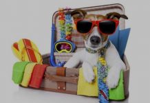Estas son las cosas que debes empacar si vas de viaje con tu peludo