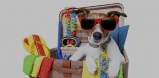 Estas son las cosas que debes empacar si vas de viaje con tu peludo