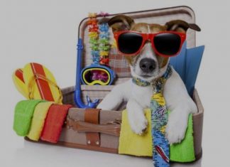 Estas son las cosas que debes empacar si vas de viaje con tu peludo
