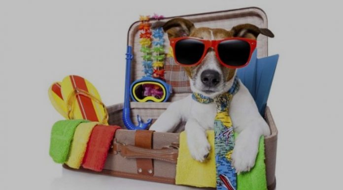 Estas son las cosas que debes empacar si vas de viaje con tu peludo