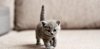 5 famosos que le llevan el crédito de «locos por michis» michis