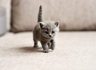 5 famosos que le llevan el crédito de «locos por michis» michis