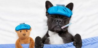 ¿Qué es el moquillo canino y cómo se evita? Moquillo