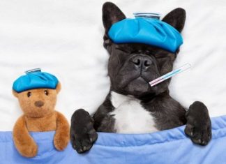 ¿Qué es el moquillo canino y cómo se evita? Moquillo