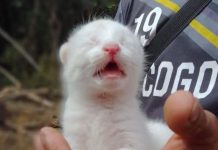 Conoce la historia de la primera felina albina en Colombia Felina albina