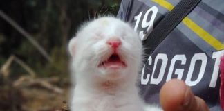 Conoce la historia de la primera felina albina en Colombia Felina albina