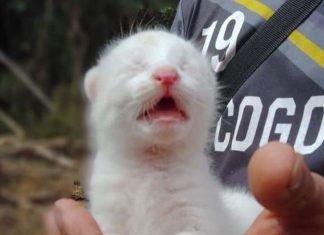 Conoce la historia de la primera felina albina en Colombia Felina albina